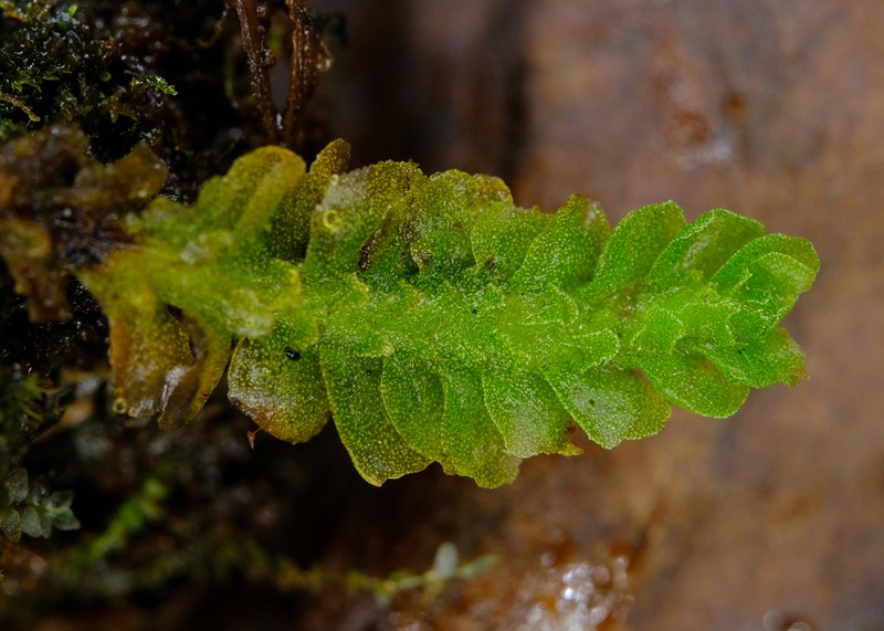 Apotreubia nana photo 5