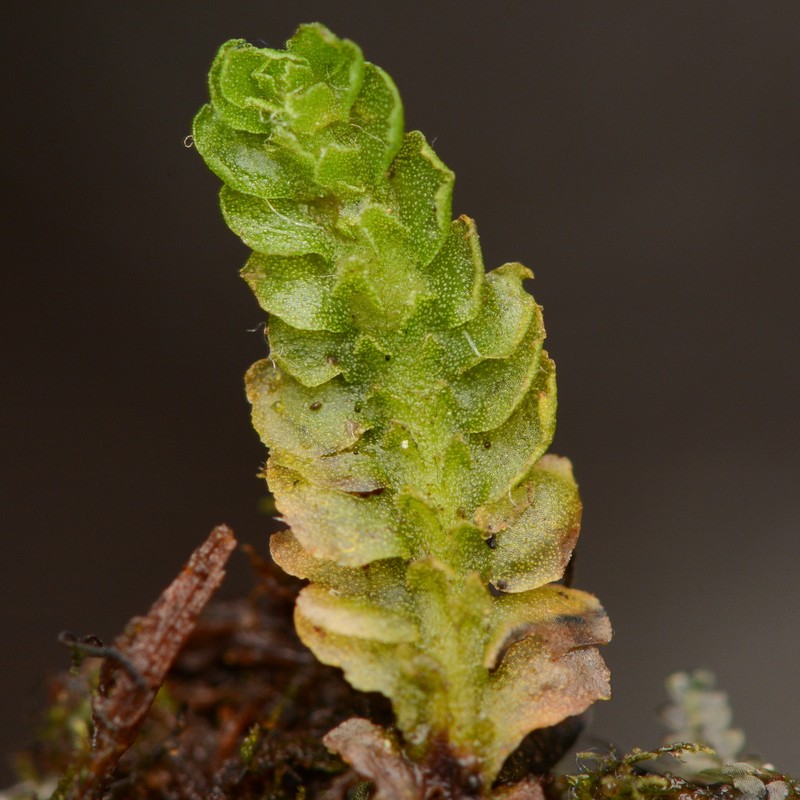 Apotreubia nana photo 6