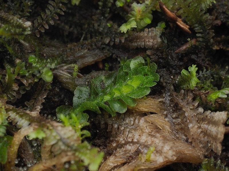 Apotreubia nana photo 8