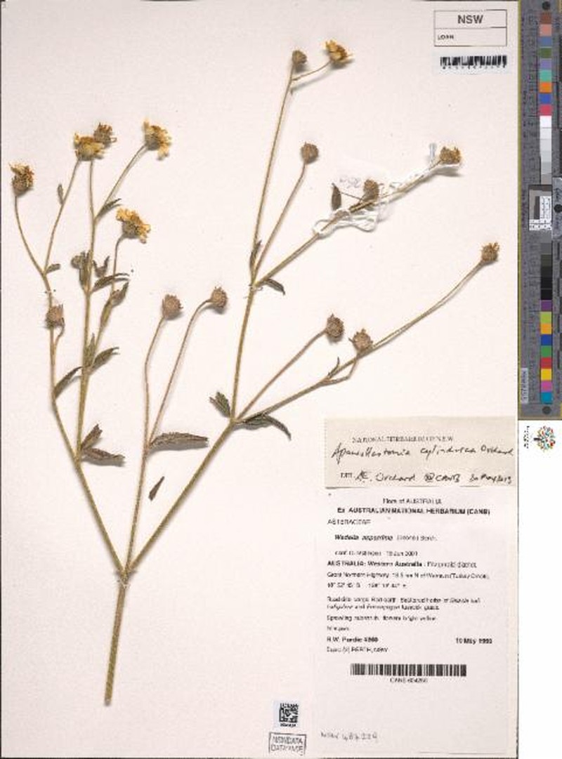 Apowollastonia cylindrica