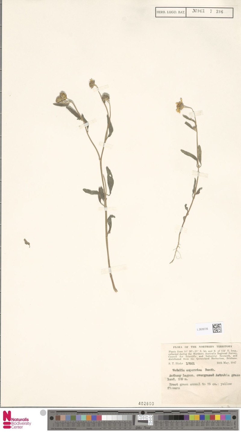 Apowollastonia cylindrica photo 2