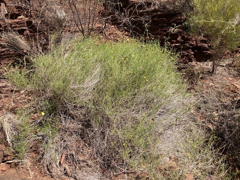 Apowollastonia hamersleyensis