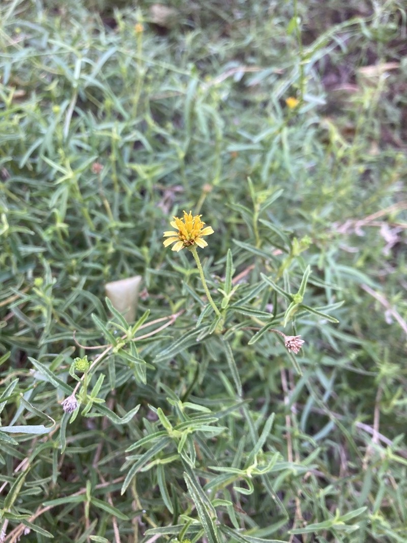 Apowollastonia hamersleyensis photo 3