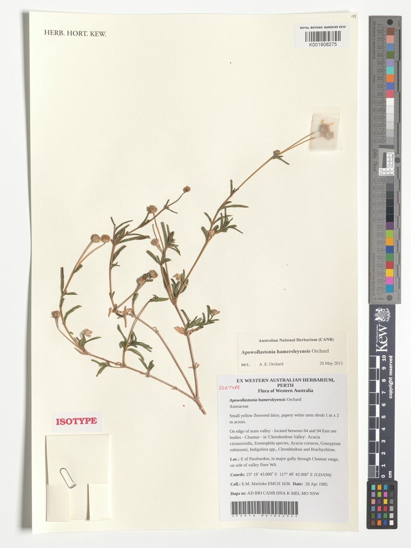Apowollastonia hamersleyensis photo 4