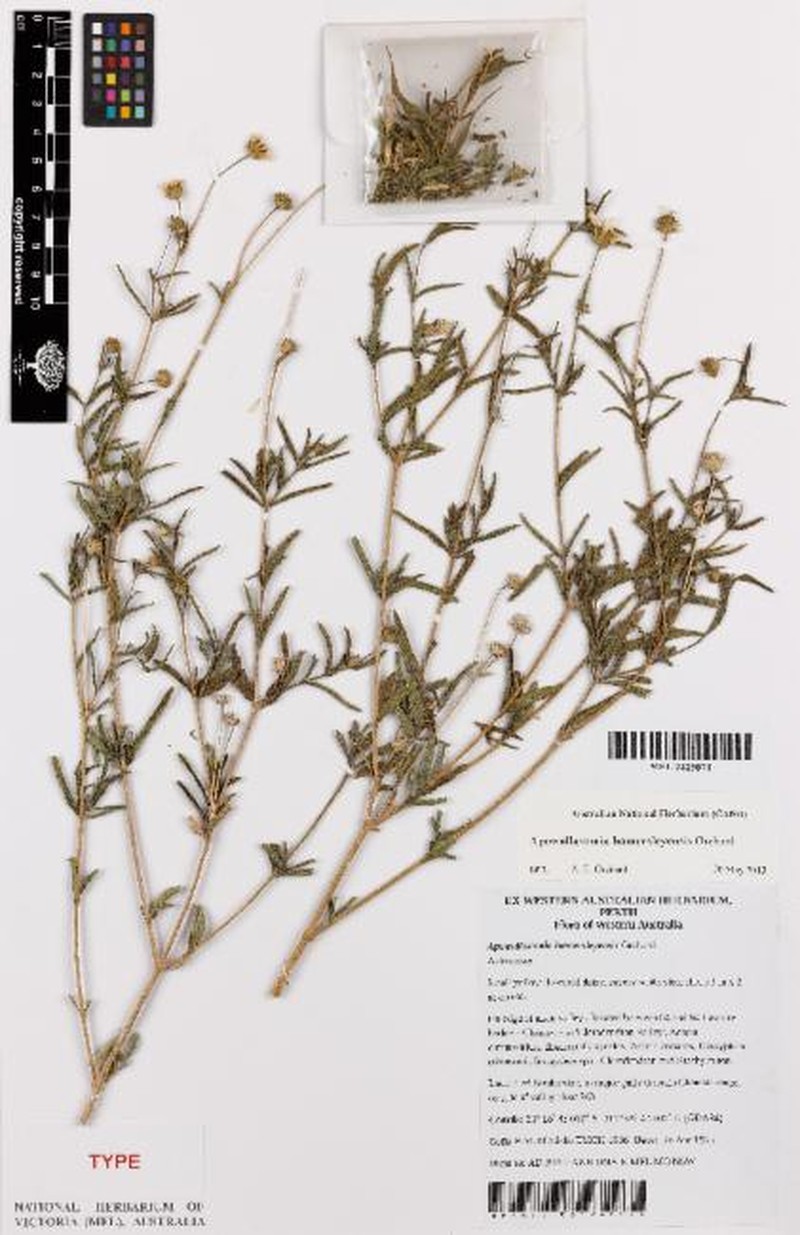 Apowollastonia hamersleyensis