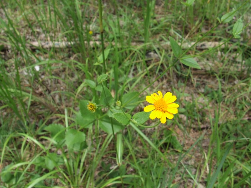 Apowollastonia longipes photo 4
