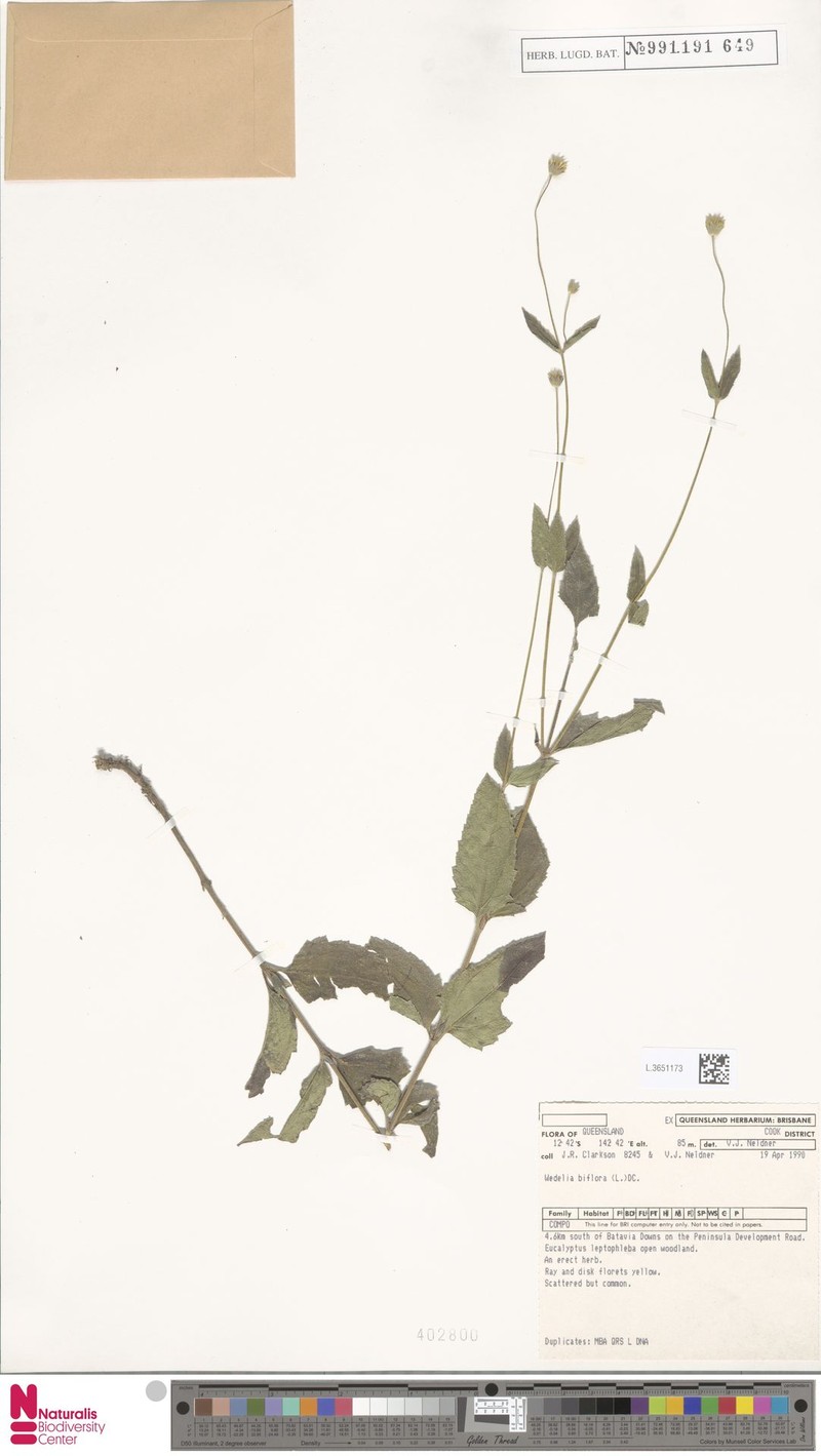 Apowollastonia longipes photo 3
