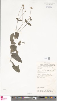 Apowollastonia major