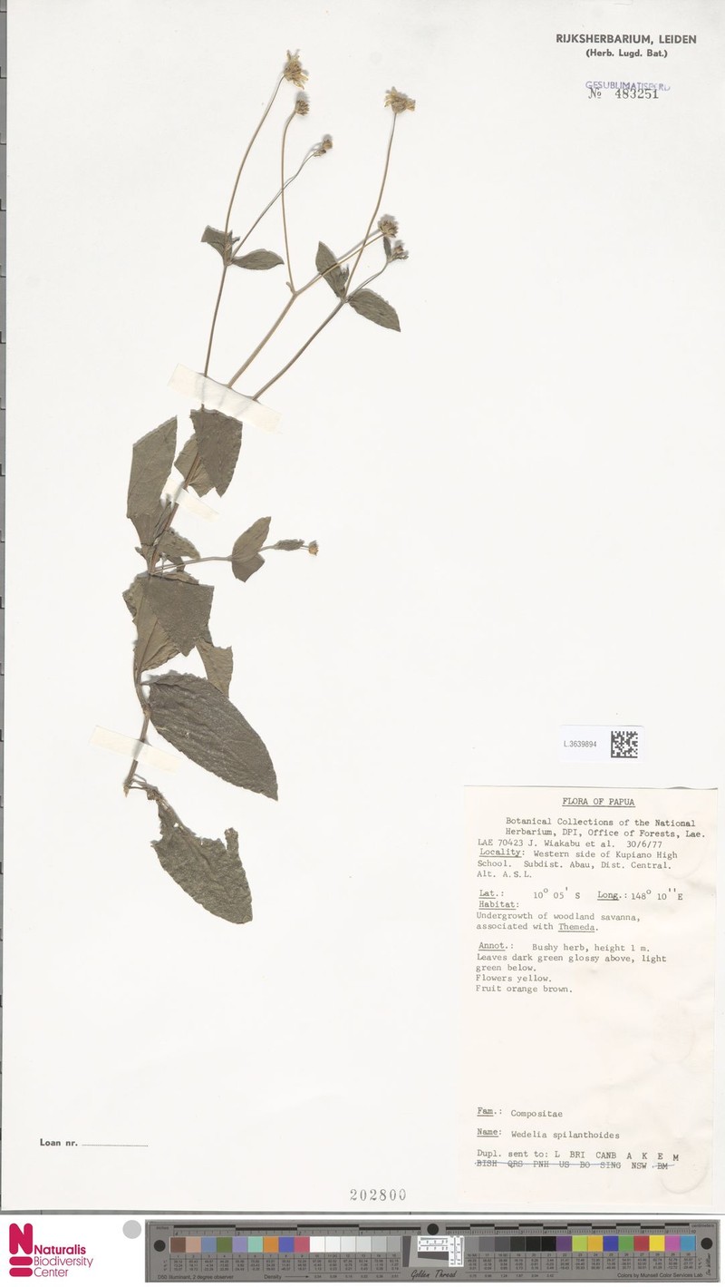 Apowollastonia major