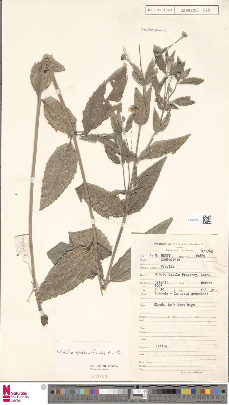Apowollastonia major photo 4