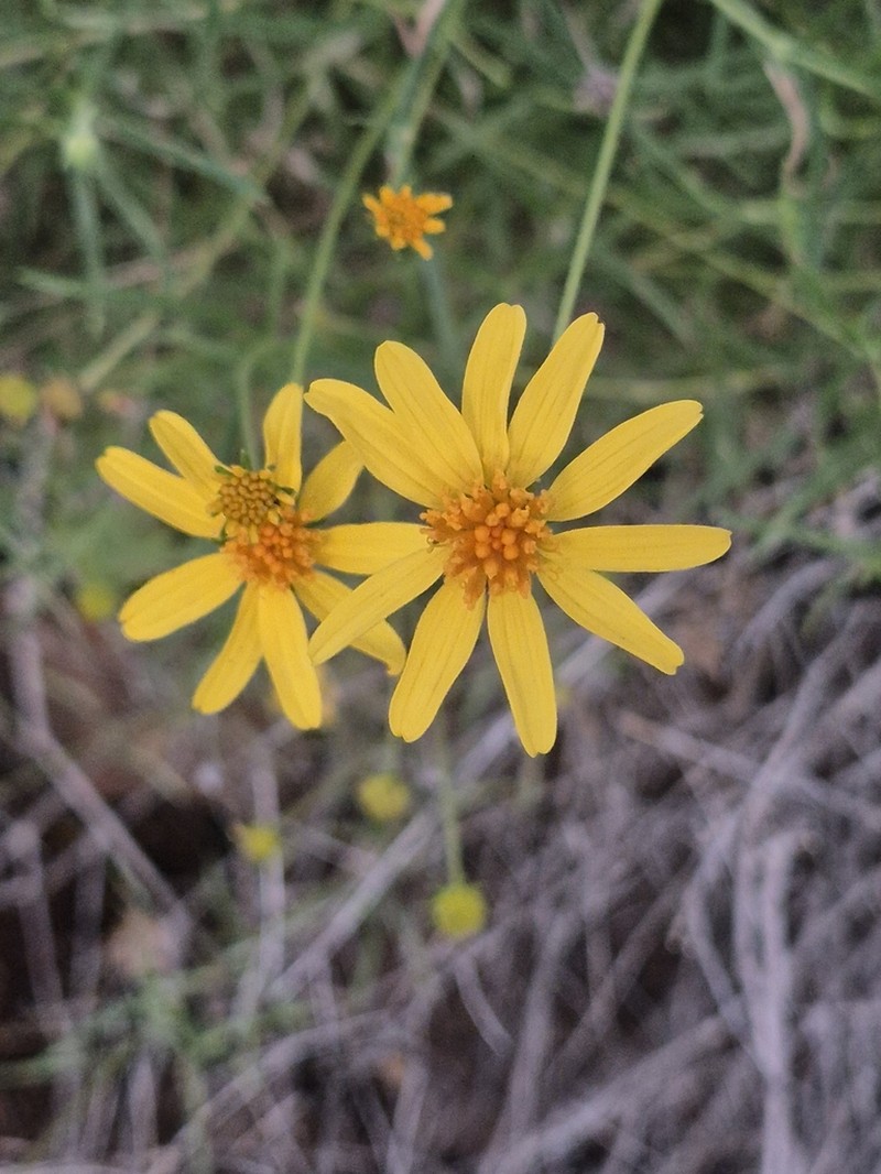 Apowollastonia spilanthoides