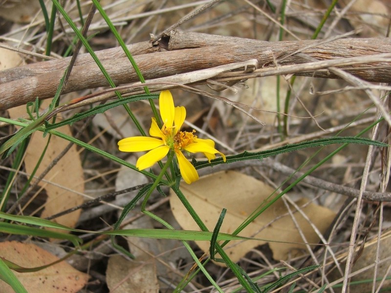 Apowollastonia spilanthoides photo 2