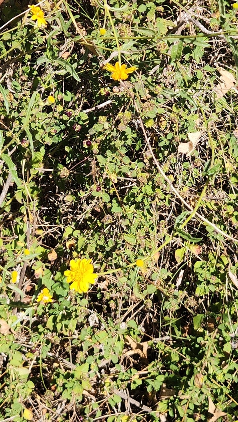 Apowollastonia spilanthoides photo 3