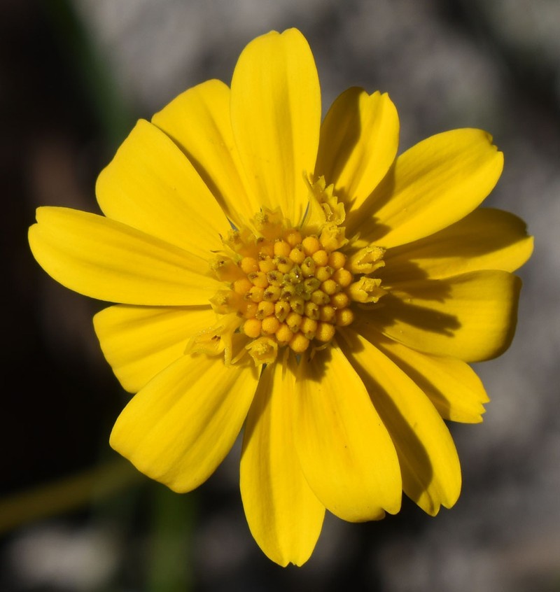 Apowollastonia spilanthoides photo 4