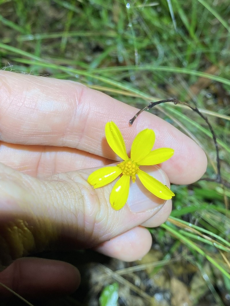 Apowollastonia spilanthoides photo 5