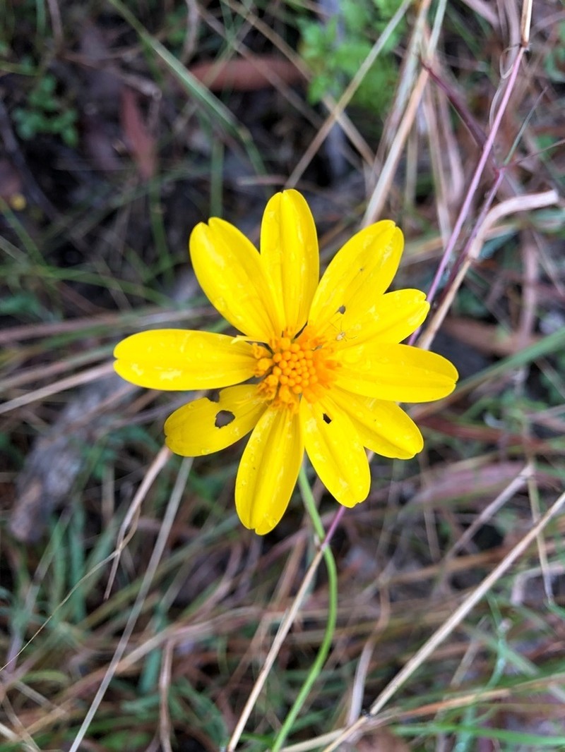 Apowollastonia spilanthoides photo 6
