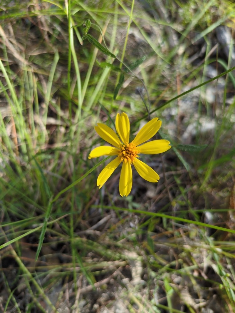 Apowollastonia spilanthoides photo 8