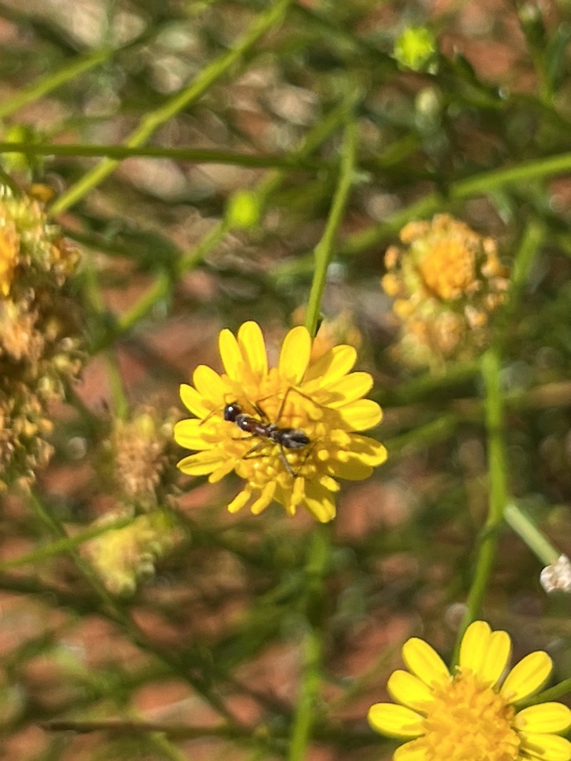Apowollastonia stirlingii
