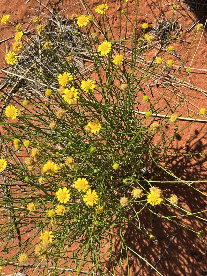 Apowollastonia stirlingii photo 2