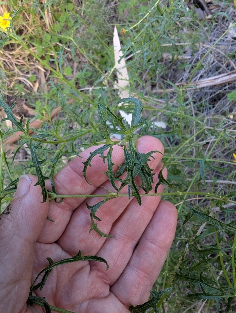 Apowollastonia stirlingii photo 5