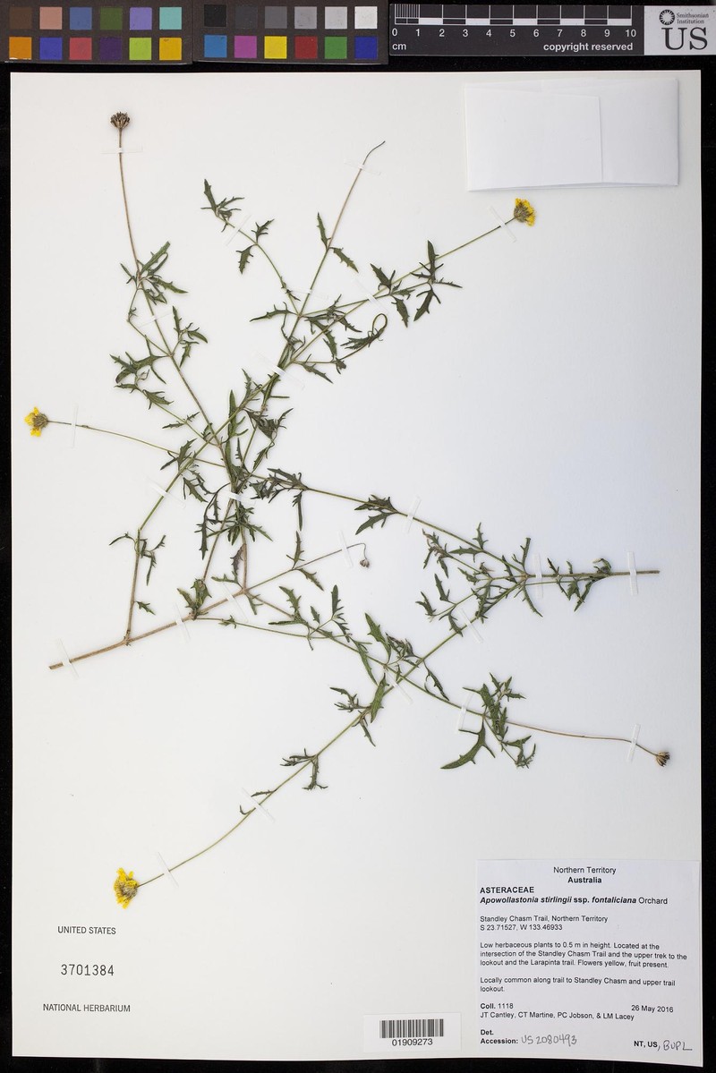 Apowollastonia stirlingii subsp. fontaliciana