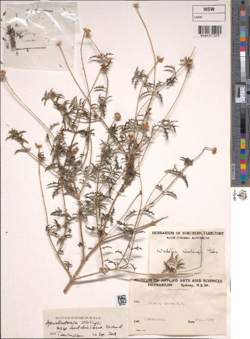 Apowollastonia stirlingii subsp. fontaliciana photo 2