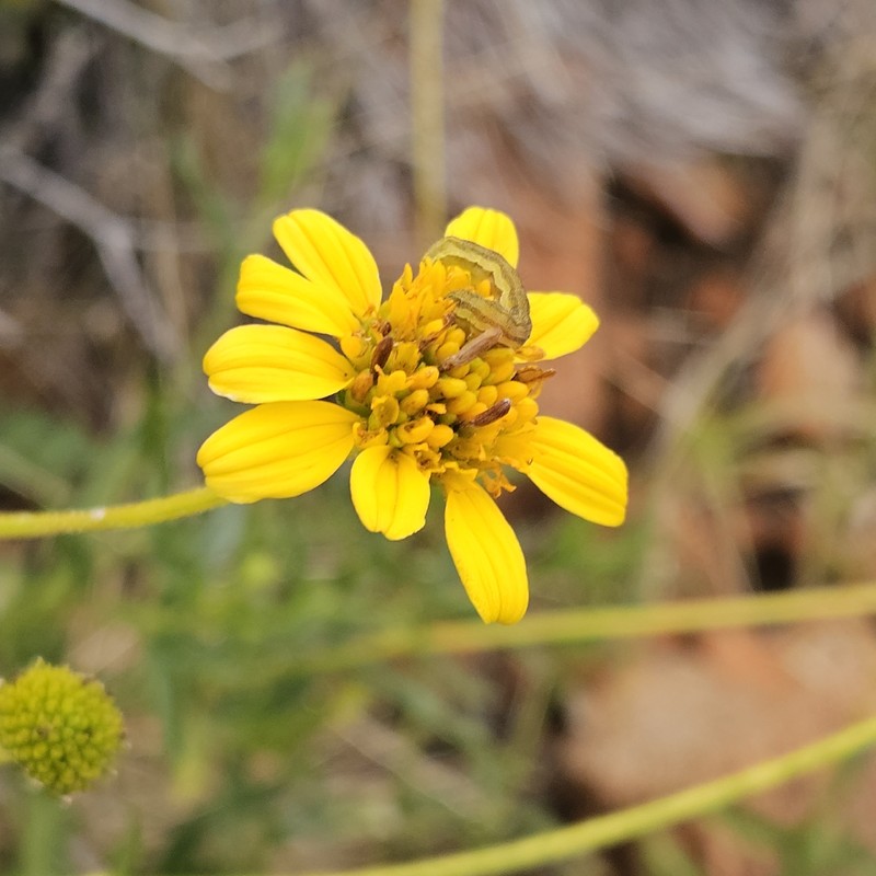Apowollastonia stirlingii subsp. stirlingii