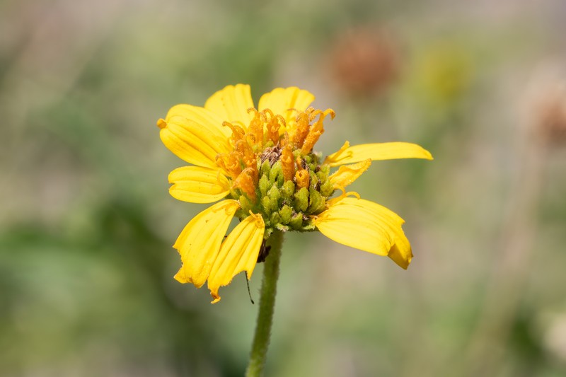 Apowollastonia stirlingii subsp. stirlingii photo 2
