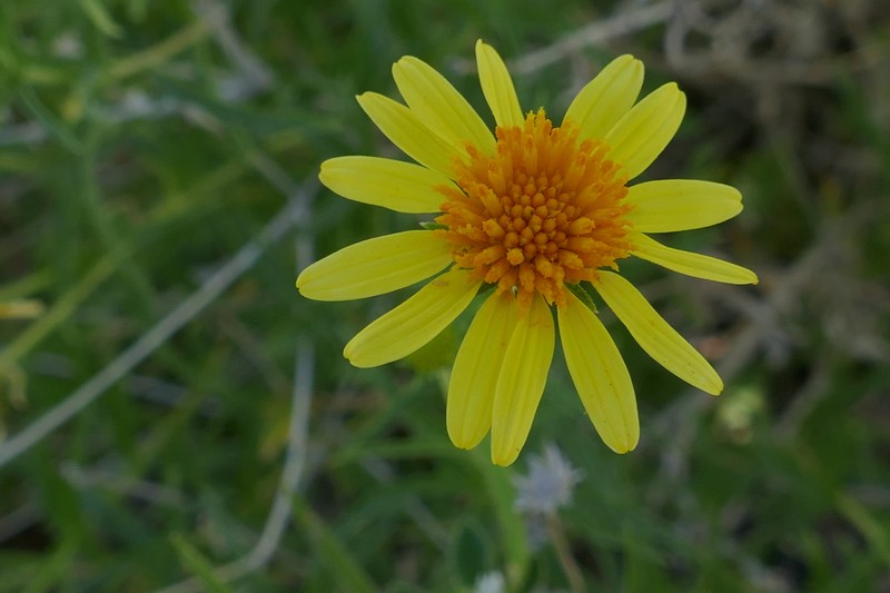 Apowollastonia stirlingii subsp. stirlingii photo 3