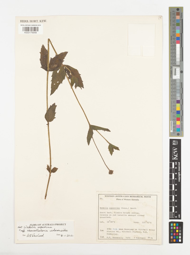 Apowollastonia verbesinoides photo 3