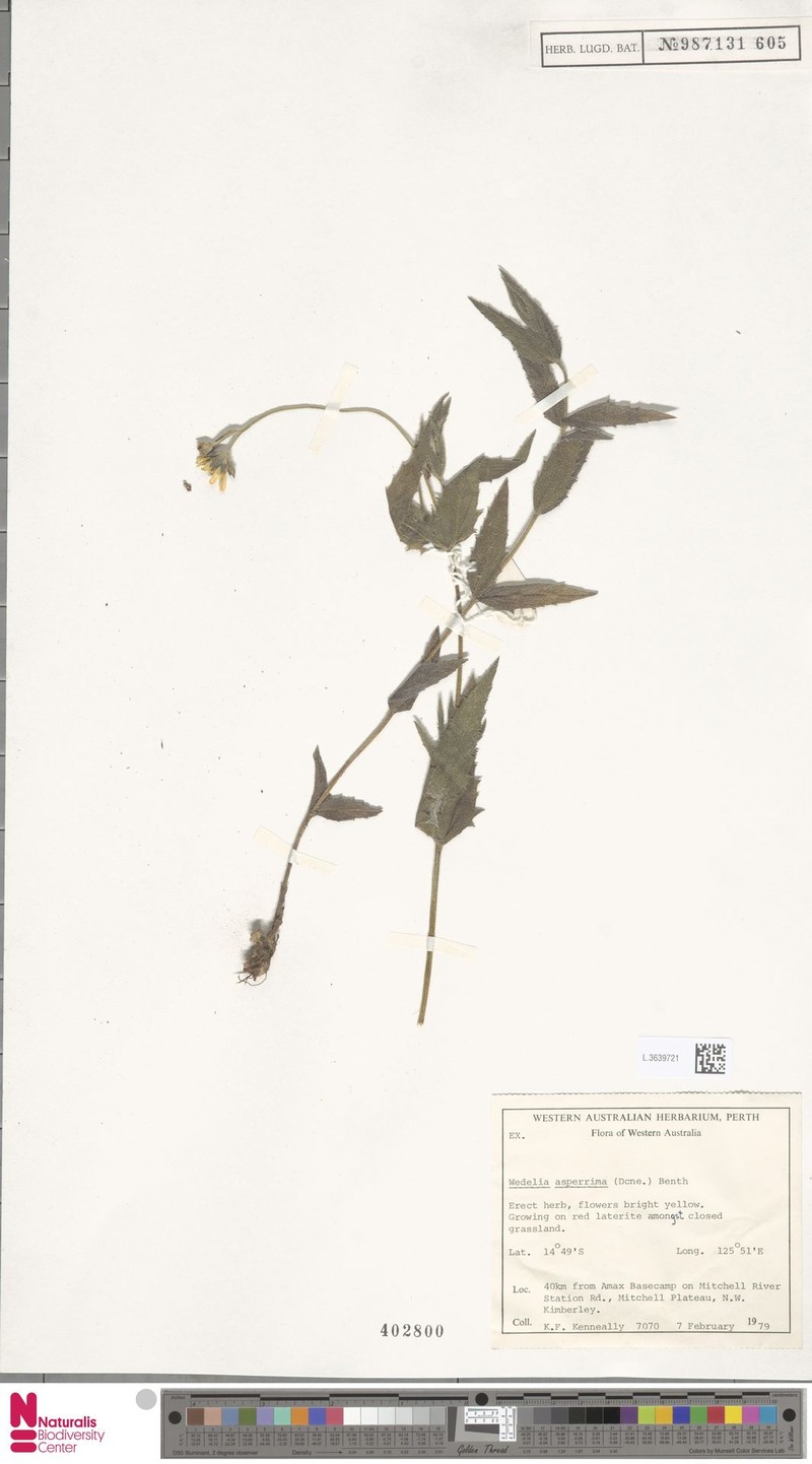 Apowollastonia verbesinoides photo 2