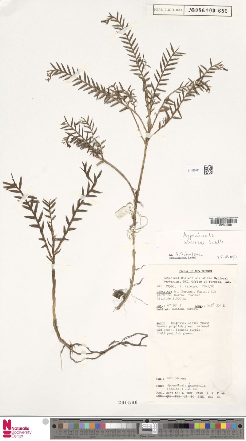 Appendicula aberrans