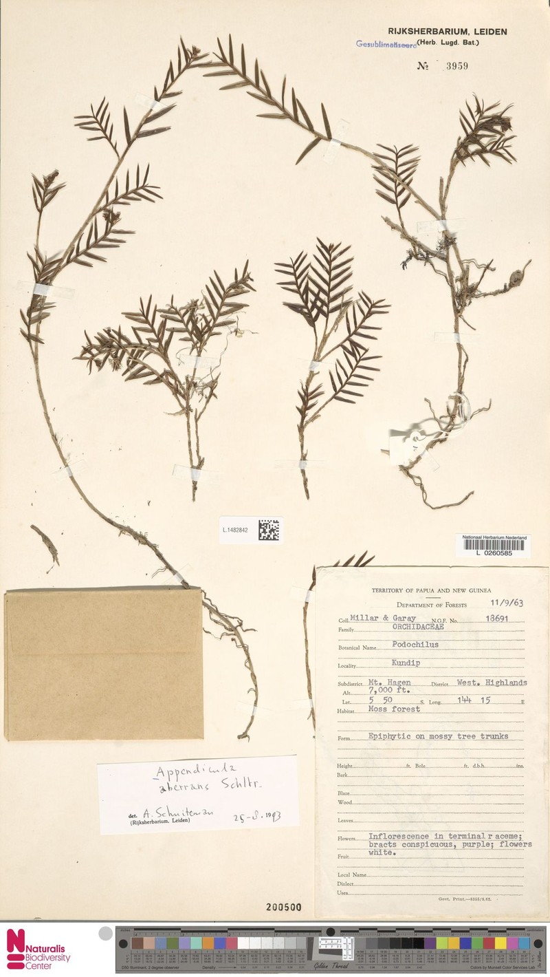 Appendicula aberrans photo 2