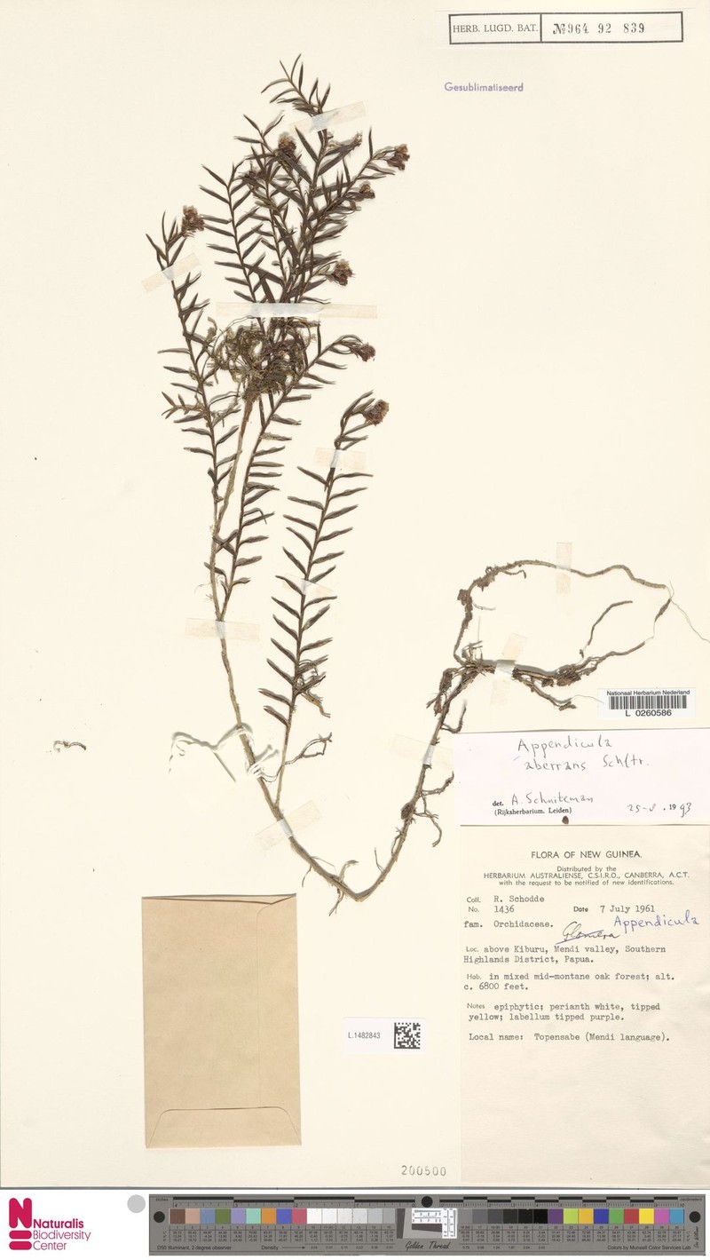 Appendicula aberrans photo 3