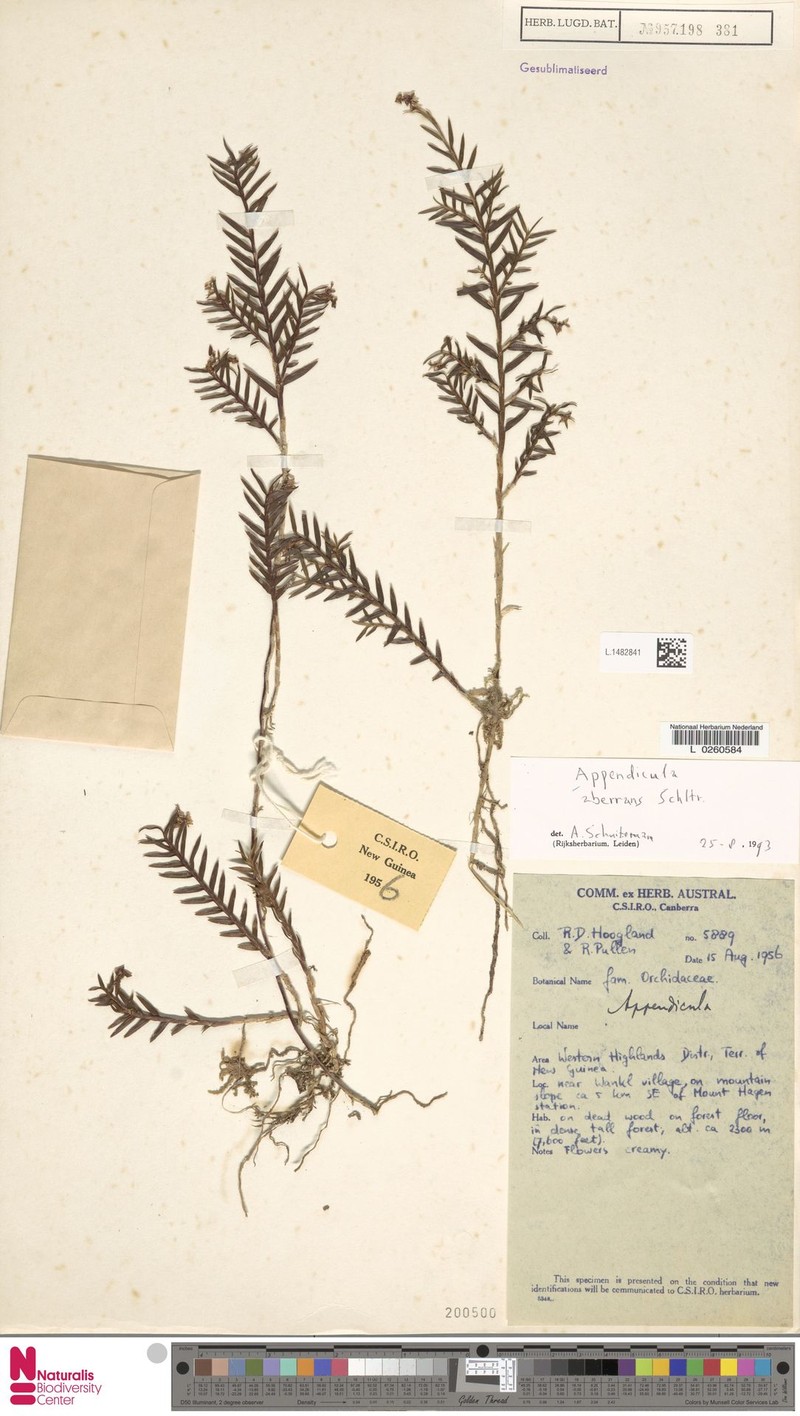 Appendicula aberrans photo 4