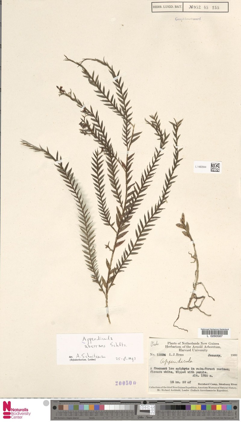 Appendicula aberrans photo 5