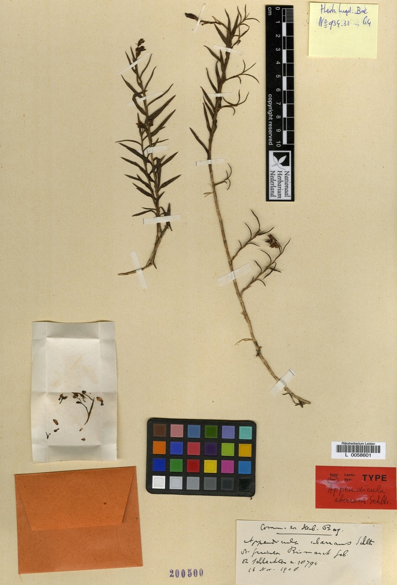 Appendicula aberrans photo 6