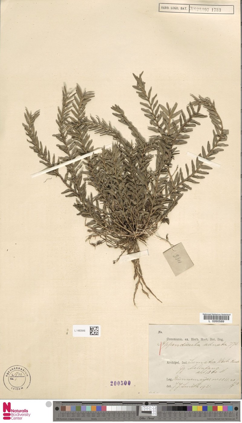 Appendicula adnata