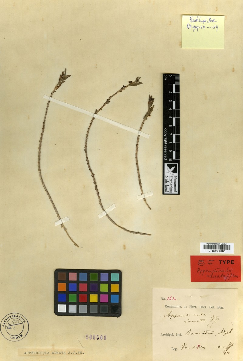 Appendicula adnata photo 2