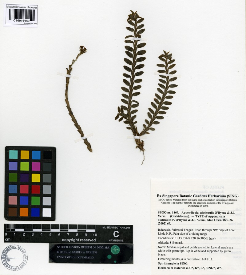 Appendicula alatocaulis