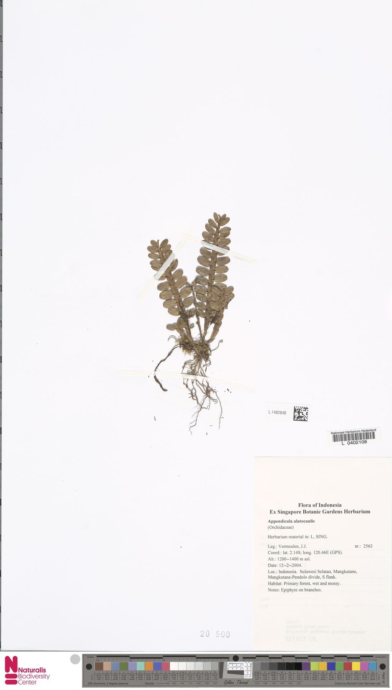 Appendicula alatocaulis photo 2