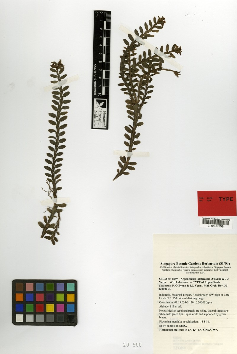 Appendicula alatocaulis photo 3