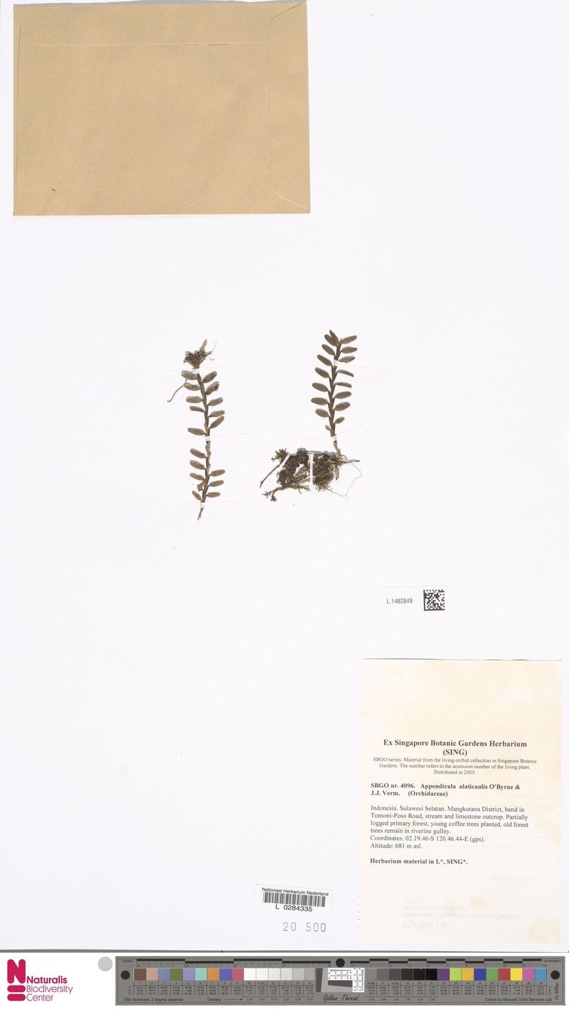 Appendicula alatocaulis photo 4