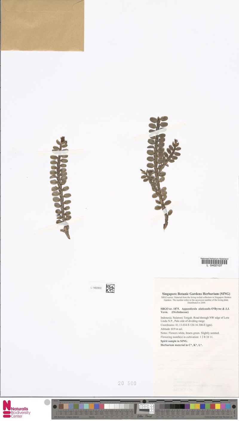 Appendicula alatocaulis photo 5