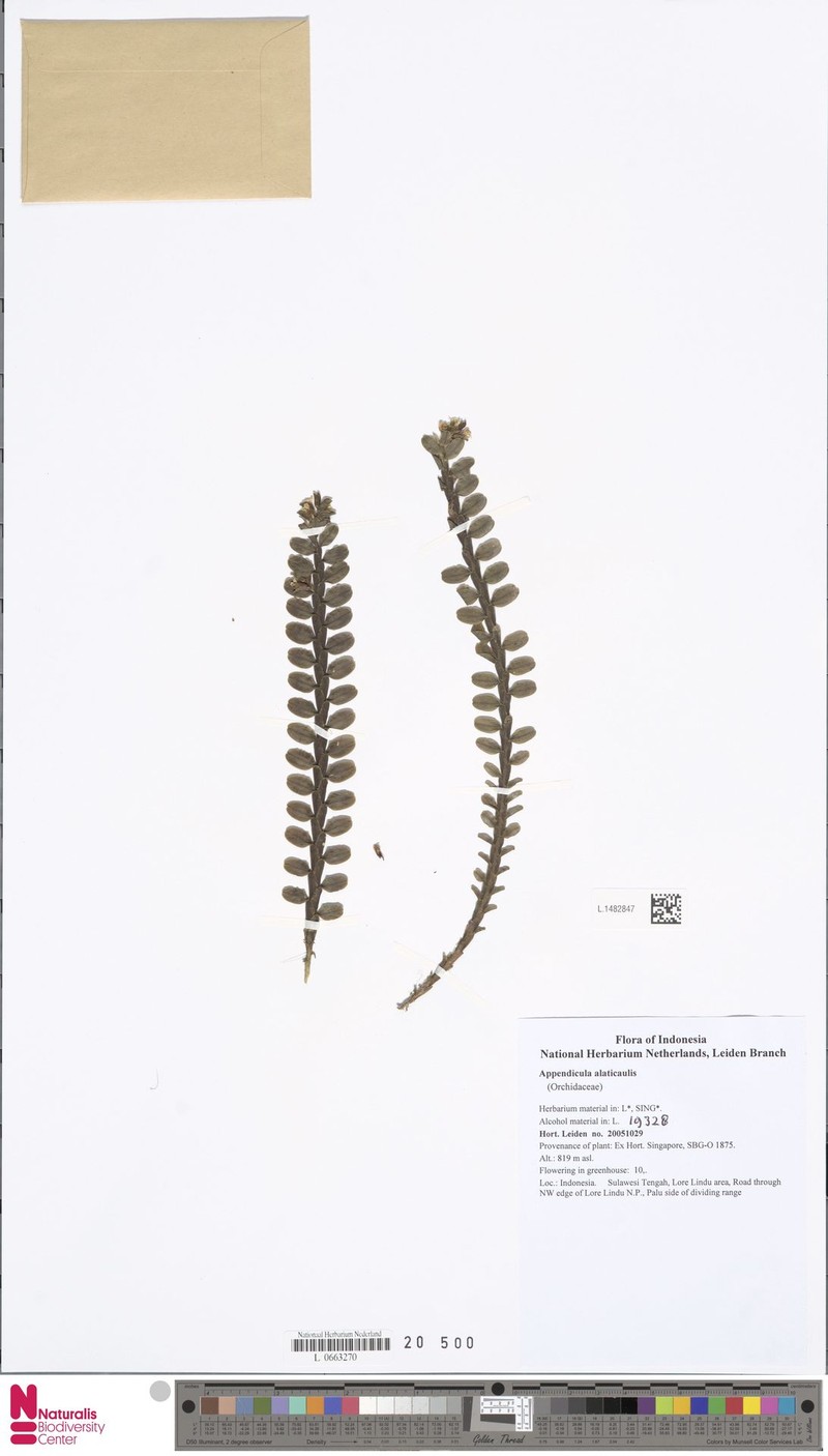 Appendicula alatocaulis photo 6