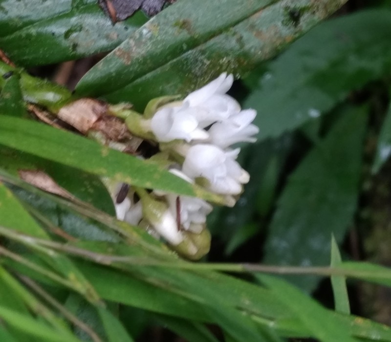 Appendicula alba