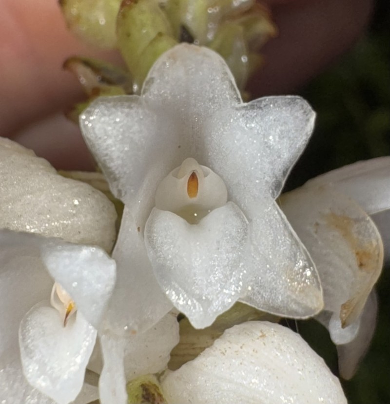Appendicula alba photo 2