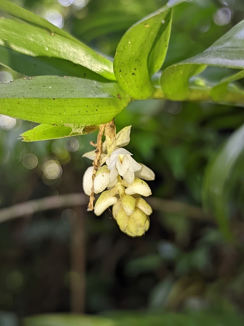 Appendicula alba photo 3