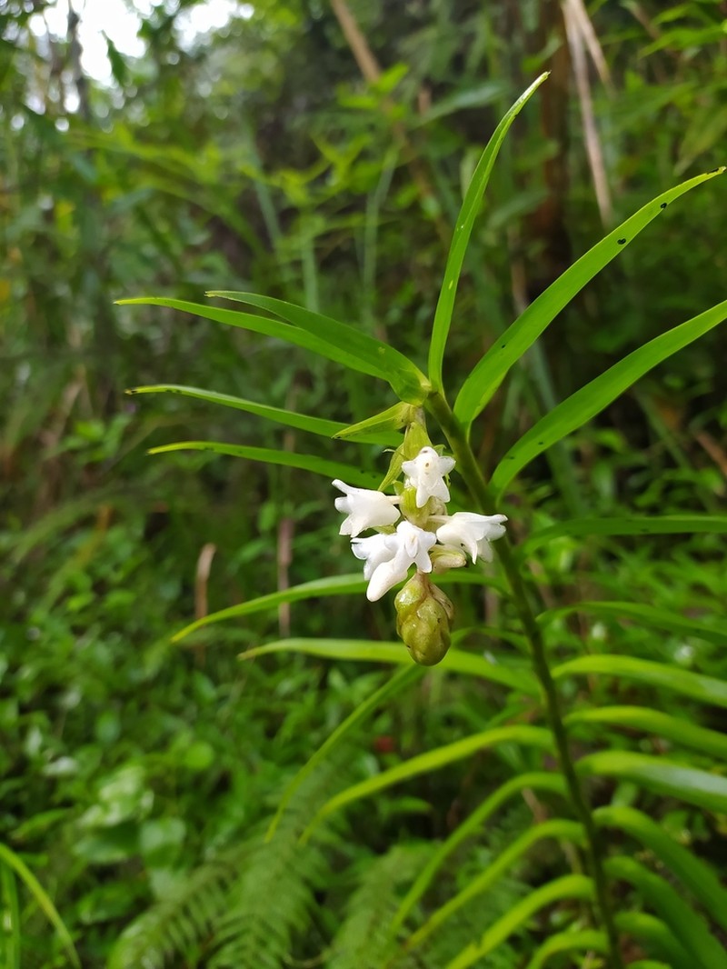 Appendicula alba photo 4