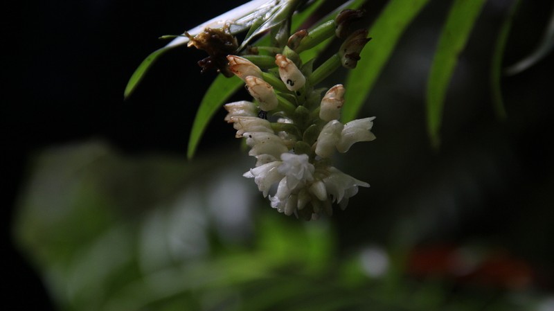 Appendicula alba photo 5